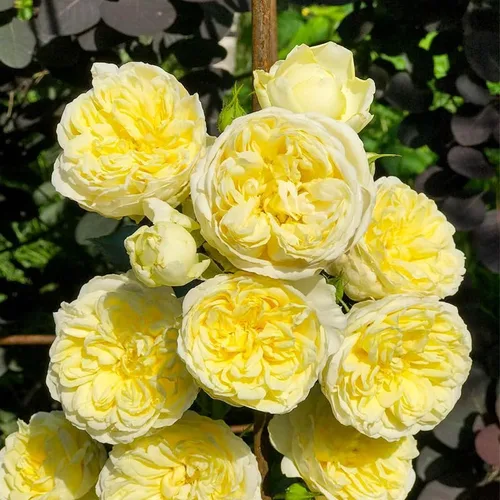 Miniatura 4 de Más de 230 semillas de rosas trepadoras para plantar, flor de vid trepadora perenne fragante
