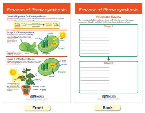 Miniatura 5 de NewPath Learning Tablón de anuncios de fotosíntesis y respiración, juego de 6 tablones de anuncios laminados, de doble cara, a todo color, 12 x 18