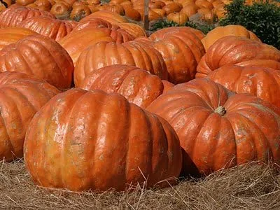 Atlantic Giant Pumpkin Seeds (Conventional, 1, Ounce)