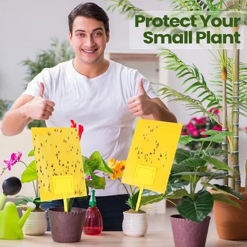 Miniatura 8 de Qualirey 50 trampas adhesivas amarillas de 6 x 8 pulgadas para mosquitos de doble cara para moscas de la fruta para plantas de interior y exterior