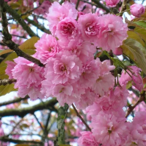 Miniatura 3 de Kwanzan - Cerezo japonés con flores – Planta viva de 8 a 14 pulgadas de alto – Maceta de 2.5 pulgadas – Plántula de flor rosa – Prunus 'Kanzan
