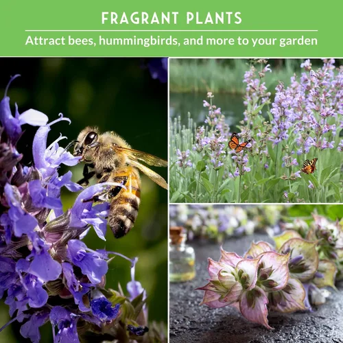 Miniatura 4 de Survival Garden Seeds Sage Collection Seed Vault - Semillas blancas y culinarias y azul Victoria (Salvia Apiana, Officinalis, Farinacea) - Semillas