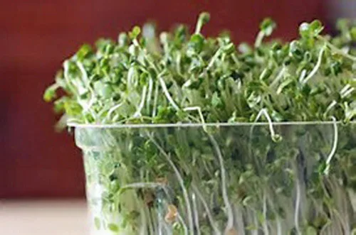Miniatura 3 de Semillas de brócoli sin OMG para brotar brotes Microgreens (2 onzas de Pure Seed). Marca Country Creek LLC.