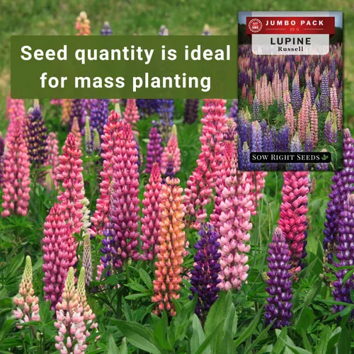 Miniatura 3 de Sow Right Seeds - Semillas de altramuz Russell a granel para plantar - Paquete jumbo de reliquia sin OMG - Flor perenne - Ideal para bordes