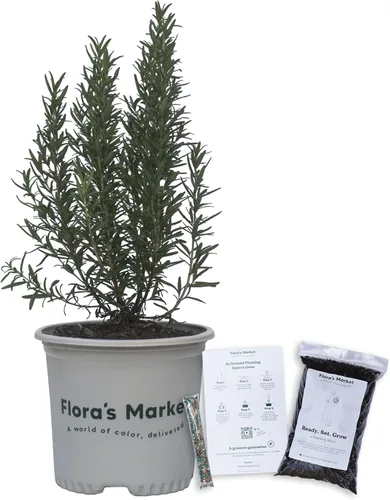 Romero toscano: incluye kit de plantación (1 galón)