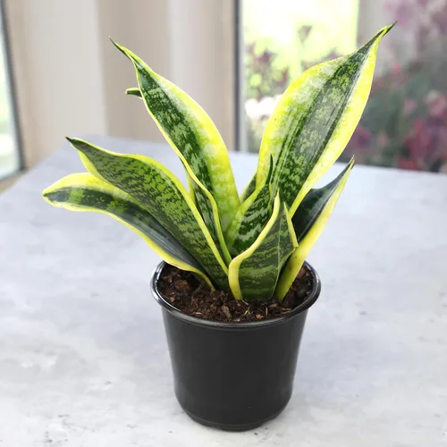Miniatura 9 de Altman Plants - Planta de serpiente viva (Superba), aproximadamente 13" de alto, prácticamente indestructible, fácil planta suculenta para el hogar