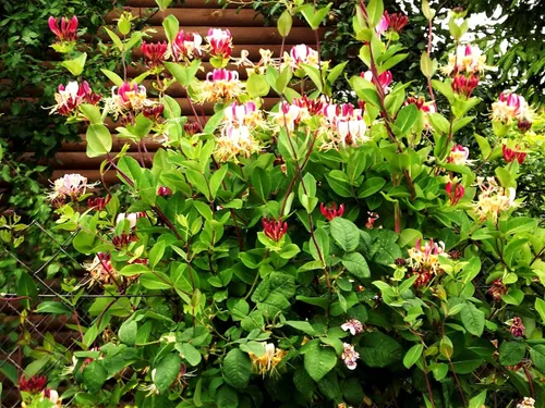 Miniatura 7 de Greenwood Nursery: Plantas arbustivas vivas - Spicebush + Lindera Benzoin - [Cantidad: 2 Macetas de 1 Cuarto]