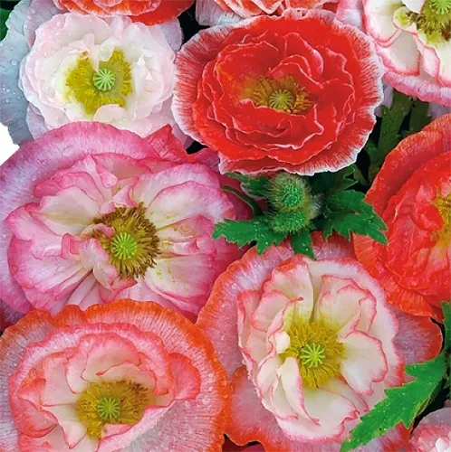10,000 semillas de amapolas Double Shirley: semillas de amapola pastel