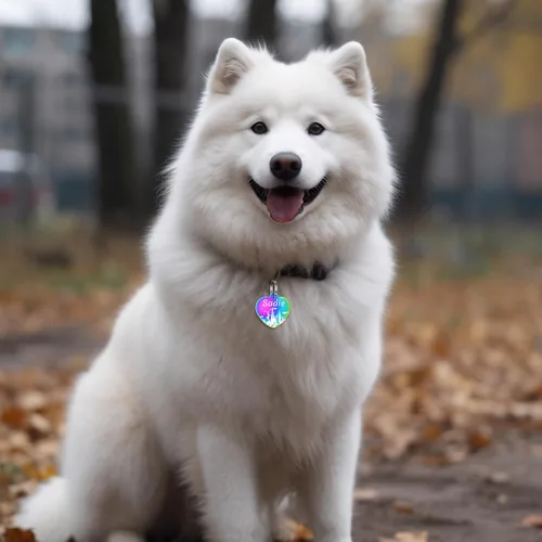 Miniatura 6 de Etiquetas de perro de acero inoxidable para mascotas, etiquetas grabadas de doble cara para perros y gatos, etiqueta de identificación personalizada