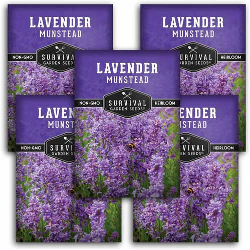 Miniatura 12 de Munstead - Semillas de Lavanda Inglesa para Plantar – Hierba Perenne Enana Compacta Resistente para Jardines Interiores o Exteriores, Flor
