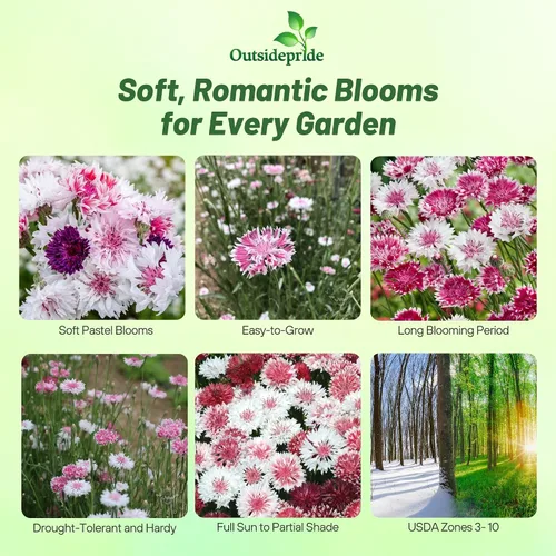 Miniatura 2 de Outsidepride Mezcla romántica de semillas de aciano para plantar, 250 unidades. Semillas anuales de flores de botón de licenciatura para jardines