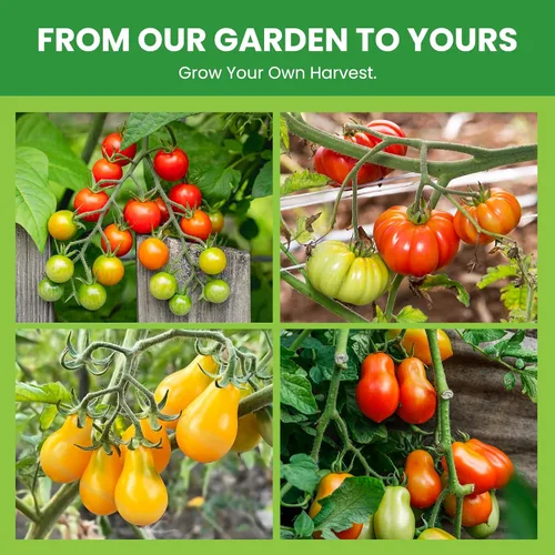 Miniatura 7 de Paquete variado de 10 semillas de tomate, más de 5000 semillas de tomate de jardín para plantar al aire libre e interior, regalo de jardinería
