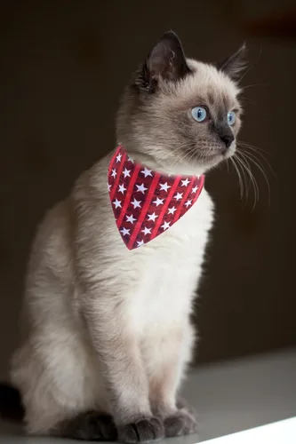 Miniatura 3 de Independence Day - Collares para gatos con bandana y campanilla, ajustable para perros pequeños y cachorros