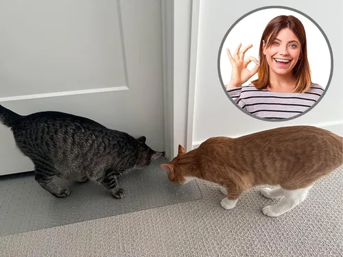 Miniatura 5 de KittySmart Protector de alfombra contra arañazos - Evita que los gatos arañen las alfombras en las puertas instantáneamente - PRECORTE
