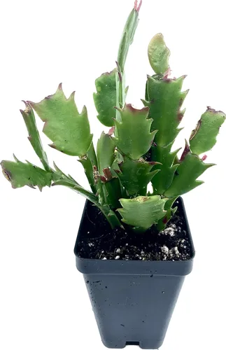 Miniatura 3 de Planta viva de cactus de Navidad naranja de 2 pulgadas (naranja)