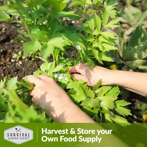 Miniatura 5 de Survival Garden Seeds - Semilla de apio para plantar - 2 paquetes con instrucciones para plantar y cultivar hierba culinaria perenne Levisticum