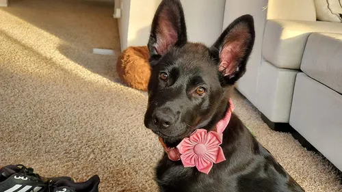 Miniatura 5 de Elegant little tail - Collar rosa para perras con flor, collar ajustable para mascotas con regalo de flores, collares para perros medianos
