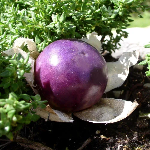 Miniatura 6 de Semillas Purple Cape Gooseberry Goldenberry Groung Cherry Physalis Vegetal sin OMG para plantar