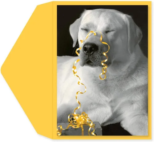 Graphique Tarjeta de Cumpleaños All Wrapped Up | Perfecta para Cualquier Persona que Ama a los Perros | Familia y Amigos | Sobre Coordinado en Color