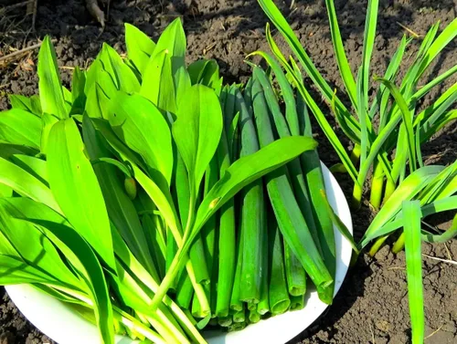 Miniatura 3 de Wild Garlic Ramsons Buckrams Wild Onion 40 semillas sin OMG para plantar
