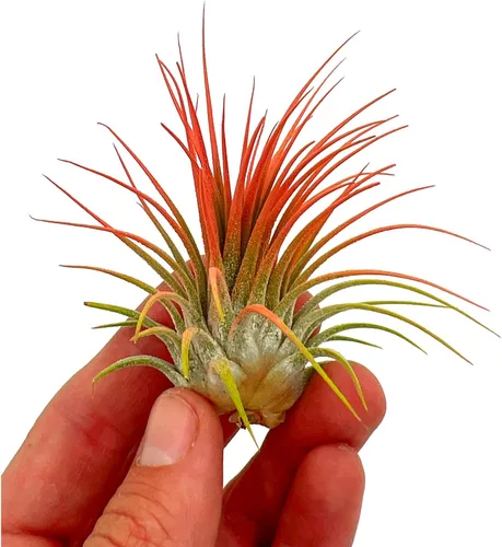 Miniatura 2 de ragnaroc Plantas de aire Tillandsia Ionantha, Regular 2-3 pulgadas - 1 unidad - Color orgánico mejorado - Llegada en vivo garantizada - Plantas