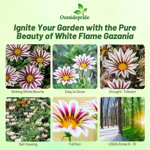 Miniatura 2 de Outsidepride White Flame Gazania Semillas para plantar – 50 piezas de semillas perennes, de bajo mantenimiento, tolerantes a la sequía para flores