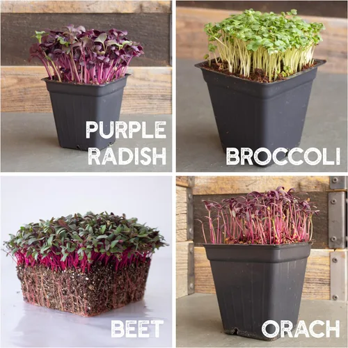Miniatura 6 de Kit de semillas de microverdes de 12 variedades - Semilla de brócoli para germinado más rábano morado, remolacha, microverdes de girasol, guisantes