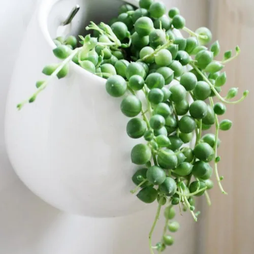 Miniatura 3 de Cadena de perlas planta viva en maceta de 4 pulgadas, suculentas raras en cestas colgantes, planta suculenta trepadora para casa u oficina