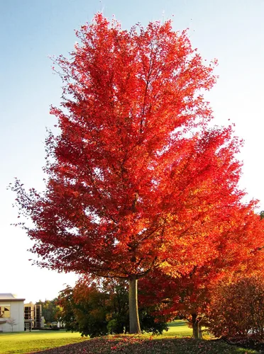 Miniatura 4 de Arce Rojo del Norte Semillas Premium Acer rubrum 'Fall' Plants'® (Premium Seeds, 50)