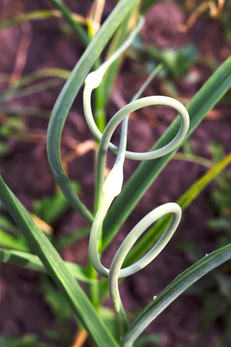 Miniatura 6 de Semillas de ajo silvestre más de 100 semillas para cultivar Allium Ursinum Ramsons de larga vida perenne para plantar en primavera u otoño