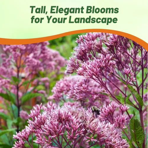 Miniatura 6 de Outsidepride Joe Pyeweed Eupatorium Seeds - 5000 semillas de flores perennes fáciles de cultivar, no invasivas para plantar para jardines