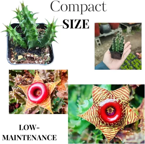 Miniatura 3 de Lifesaver Zebrina Cactus Estrella de Mar, Planta de Cactus, Cactus Rastrero Suculento Bien Enraizado en Maceta de 2", Planta de Interior Ornamental