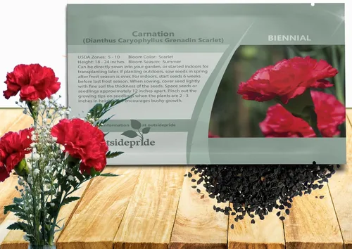 Miniatura 14 de Outsidepride Semillas de clavel magenta – 2000 piezas de semillas de flores perennes, fáciles de cultivar para plantar con flores fragantes, ideales