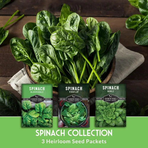 Miniatura 3 de Colección de semillas de espinaca – Paquete de 3 variedades de semillas para plantar – Variedades de espinaca Viroflay, Noble Gigante, Bloomsdale