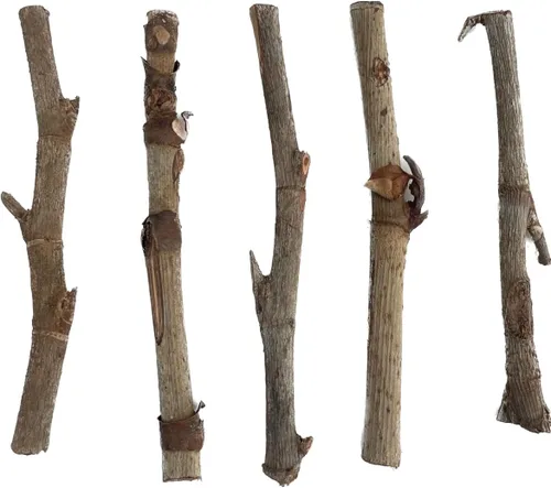 palo hueso (paquete de 5) palitos de santeria palitos de palo hueso santeria cascarilla osha efun carga de 21 palos santeria cascarilla elegua oshun