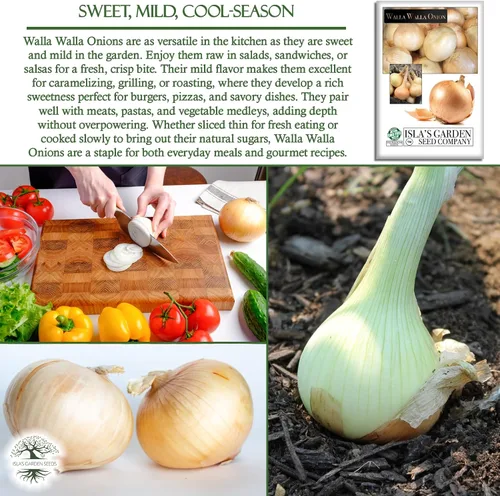 Miniatura 5 de Walla Walla - Semillas de cebolla dulce española (Allium cepa) – Más de 300 semillas de reliquia sin OMG de Isla's Garden Seeds, sabor extra dulce