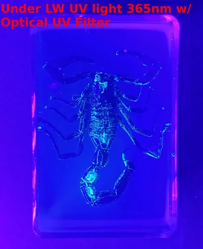 Miniatura 3 de 44mm de escorpión negro real en resina de lucite transparente cristalina, especímenes de artesanía, insectos de varios animales, colección