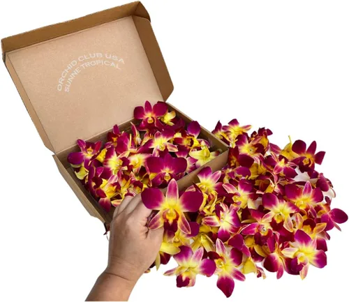 Miniatura 7 de Miami Fresh Orchid Flores perecederas de floración suelta OrchidClub USA Sunne Tropical DIY lei, decoración de alimentos y bebidas (100 azul)
