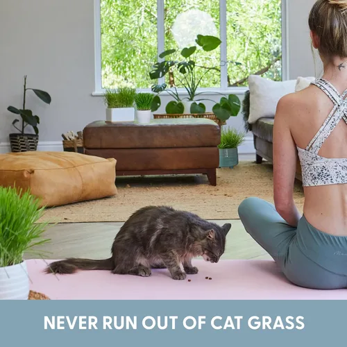 Miniatura 6 de The Cat Ladies Hierba para gatos de interior – Kit de cultivo – Semillas orgánicas de pasto para gatos, contenedores libres de tierra y BPA