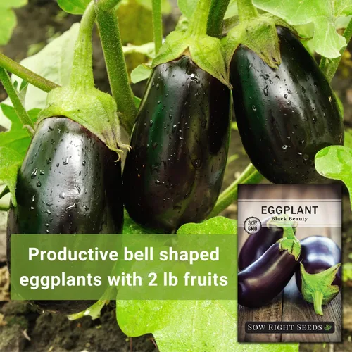 Miniatura 5 de Sow Right Seeds - Semilla de berenjena Black Beauty para plantar - Paquete de reliquia sin OMG con instrucciones para plantar un huerto en el hogar