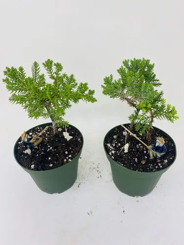 Miniatura 2 de Jmbamboo - Jardín de enebro Bonsái de dos árboles 4 '' Pot con Fishman