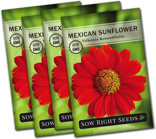 Sow Right Seeds - Semillas de girasol mexicano para plantar - Paquete de reliquia sin OMG con instrucciones para cultivar - Flores de color naranja