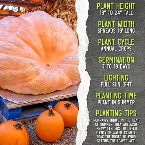 Miniatura 7 de Seed Needs Semillas de calabaza para plantar calabazas gigantes del Atlántico – Semillas de verduras sin OMG y sin tratar para plantar un jardín
