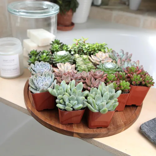 Miniatura 3 de Altman Plants - Plantas suculentas vivas (paquete de 20 unidades), plantas suculentas surtidas en macetas, plantas vivas para el hogar en mezcla