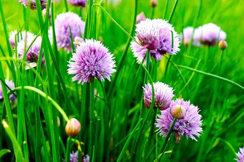 Miniatura 3 de Cebollino Allium schoenoprasum ajo silvestre 100+ semillas