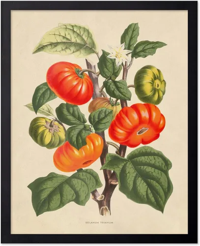 Miniatura 65 de Poster Master Póster Vintage de Plantas Cultivadas - Impresión Botánica Retro - Arte de Flores - Arte de Plantas - Regalo para Hombres y Mujeres