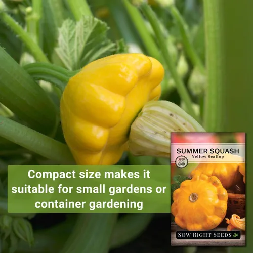 Miniatura 3 de Sow Right Seeds - Semilla de calabaza vieira amarilla para plantar - Paquete de reliquia sin OMG con instrucciones para plantar un huerto casero