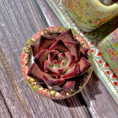 Miniatura 7 de Echeveria agavoides Romeo - Kit de suculentas, con maceta de plástico, 1 cabeza de 2 pulgadas, planta viva de 2 pulgadas, suelo comprimido y guía
