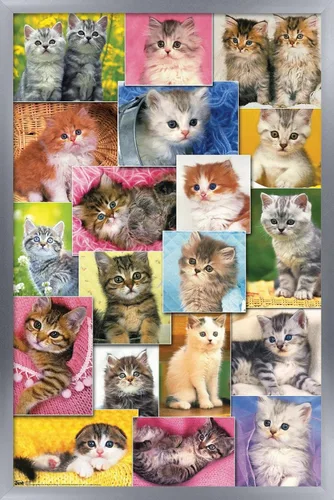 Miniatura 11 de Trends International Keith Kimberlin - Póster de pared de collage de gatitos, 14.725 x 22.375 pulgadas, versión enmarcada de madera de granero