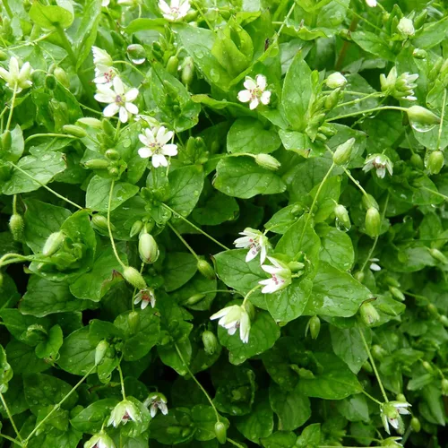 Pamplina (Stellaria Media) - Paquete de 100 Semillas